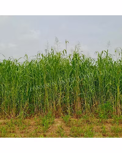 SUPER NAPIER GRASS SEEDS-1