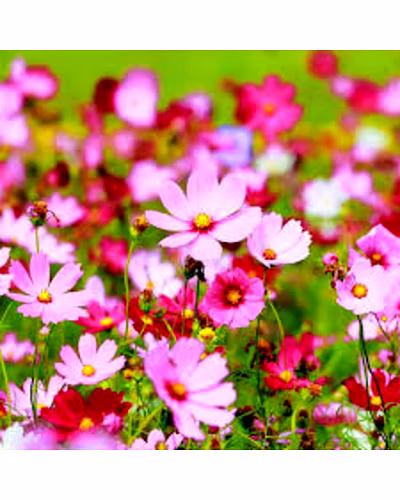 FB-COSMOS FLOWER-2