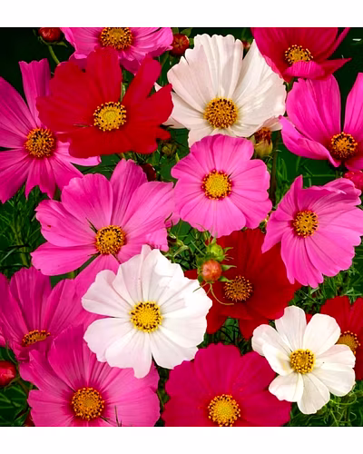 FB-COSMOS FLOWER-1