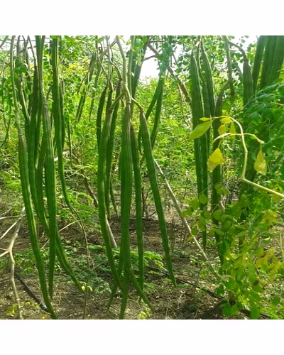 FB-PKM 2 F1 HYBRID Drum Stick (Moringa) SEEDS-1