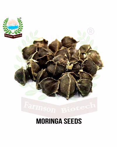 FB-ODC 3 HYBRID Drum Stick (Moringa) SEEDS-2