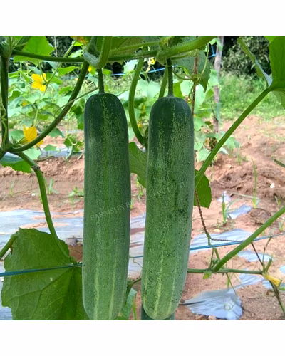 FB-MADHUR F1 HYBRID CUCUMBER SEEDS-3