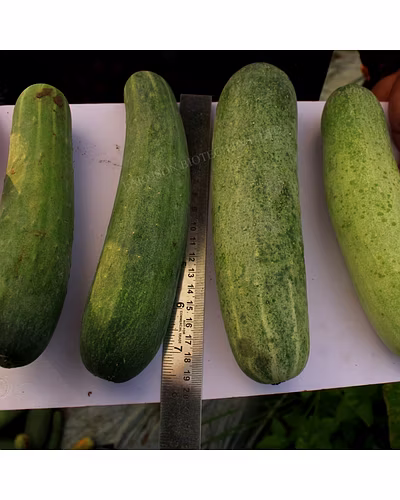 FB-MADHUR F1 HYBRID CUCUMBER SEEDS-2