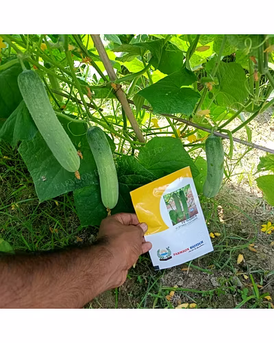 FB-MADHUR F1 HYBRID CUCUMBER SEEDS-4