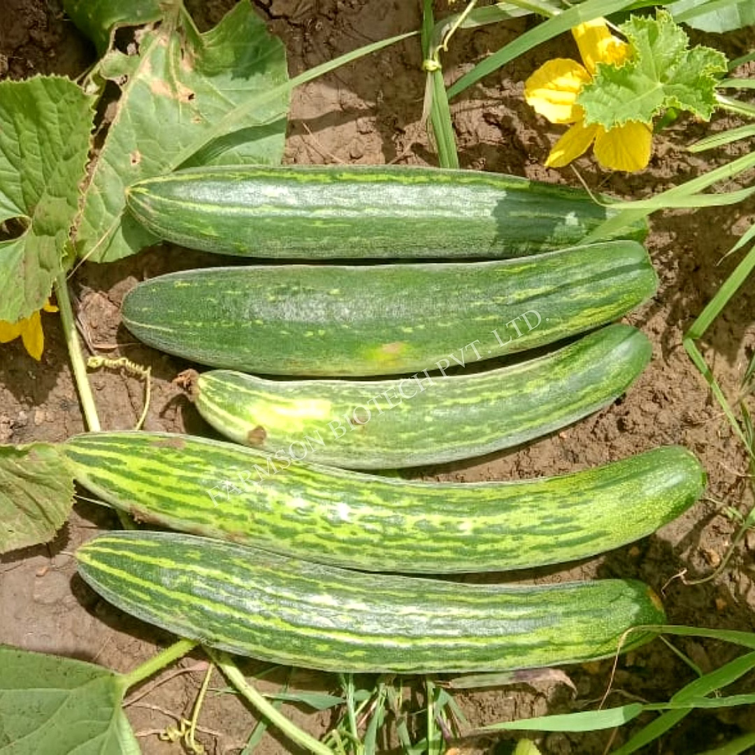 FB-KESHARI CUCUMBER SEEDS image 3