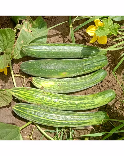 FB-KESHARI CUCUMBER SEEDS-2