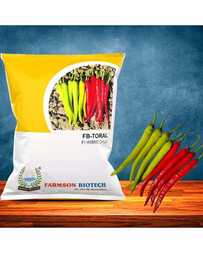 FB-TORAL F1 HYBRID CHILI SEEDS (DUAL PURPOSE)-12527236