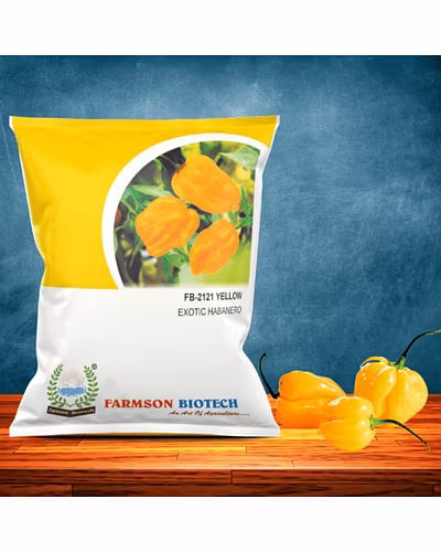 FB-2120 YELLOW HABANERO CHILLI SEEDS (VERY HOT)-12527264