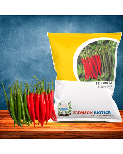 FB-CHITRA F1 HYBRID CHILLI SEEDS (DUAL PURPOSE)-12528396