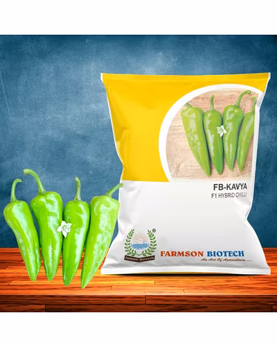 FB-KAVYA F1 HYBRID CHILLI SEEDS-12527256