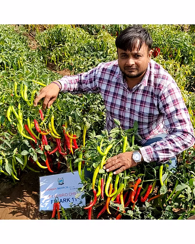 FB-ARK F1 HYBRID CHILLI SEEDS-4
