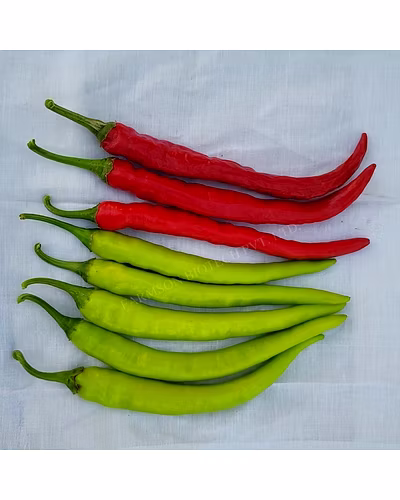 FB-ARK F1 HYBRID CHILLI SEEDS-3