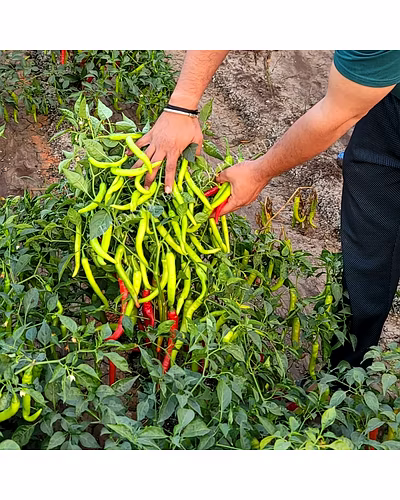 FB-ARK F1 HYBRID CHILLI SEEDS-2