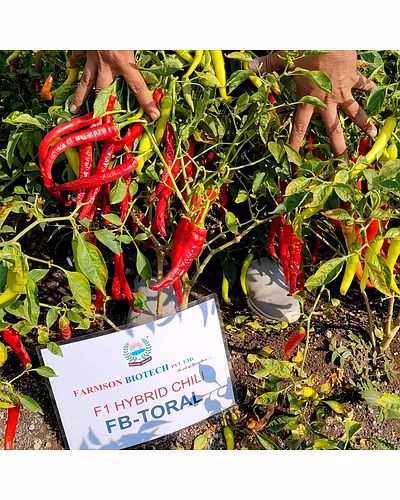 FB-TORAL F1 HYBRID CHILI SEEDS (DUAL PURPOSE)-4