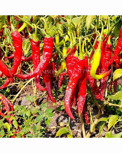 FB-TORAL F1 HYBRID CHILI SEEDS (DUAL PURPOSE)-3