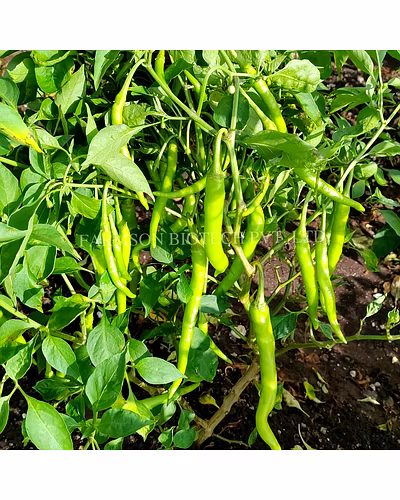 FB-TORAL F1 HYBRID CHILI SEEDS (DUAL PURPOSE)-2