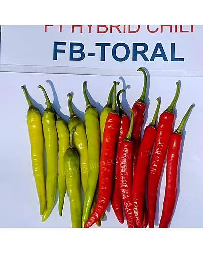 FB-TORAL F1 HYBRID CHILI SEEDS (DUAL PURPOSE)-1