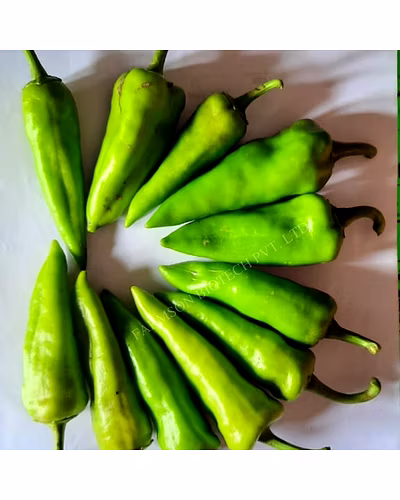 FB-KAVYA F1 HYBRID CHILLI SEEDS-1