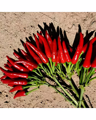 FB-SHIKHAR F1 HYBRID CHILI SEEDS (UPRIGHT)-1