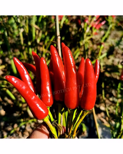 FB-SHIKHAR F1 HYBRID CHILI SEEDS (UPRIGHT)-2