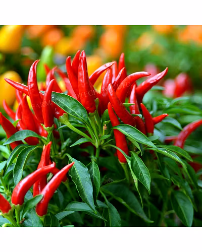 FB-SHIKHAR F1 HYBRID CHILI SEEDS (UPRIGHT)-3