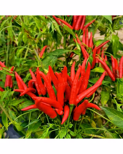 FB-SHIKHAR F1 HYBRID CHILI SEEDS (UPRIGHT)-4