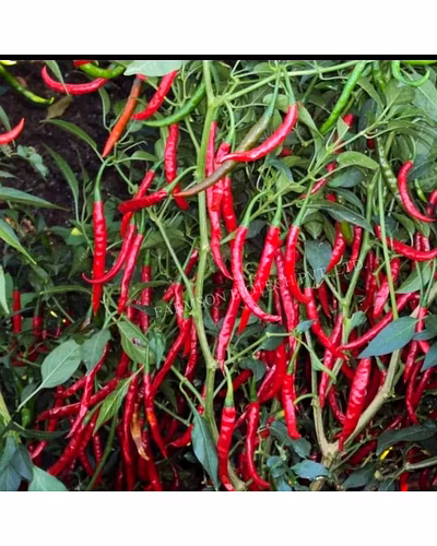FB-JWALA F1 Hybrid Chili Seeds (Duel purpose)-2
