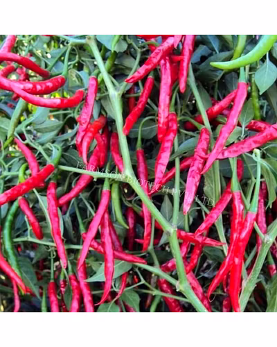 FB-JWALA F1 Hybrid Chili Seeds (Duel purpose)-1