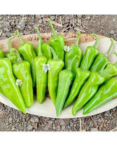 FB-KAVYA F1 HYBRID CHILLI SEEDS-2
