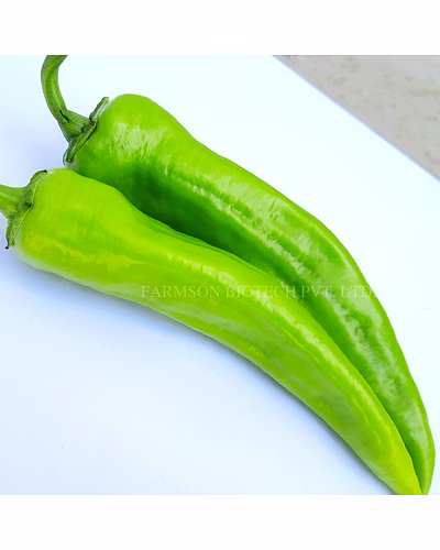 FB-KAVYA F1 HYBRID CHILLI SEEDS-3