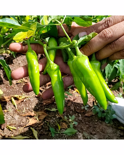 FB-KAVYA F1 HYBRID CHILLI SEEDS-4