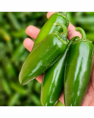 FB-JALAPENO F1 HYBRID CHILLI SEEDS-1