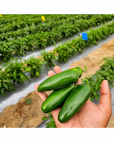 FB-JALAPENO F1 HYBRID CHILLI SEEDS-2