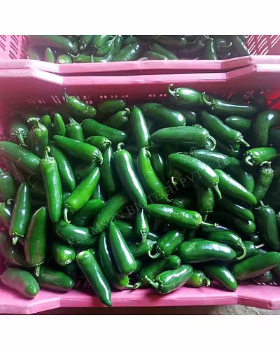 FB-JALAPENO F1 HYBRID CHILLI SEEDS-3
