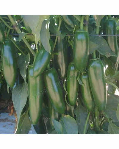 FB-JALAPENO F1 HYBRID CHILLI SEEDS-4