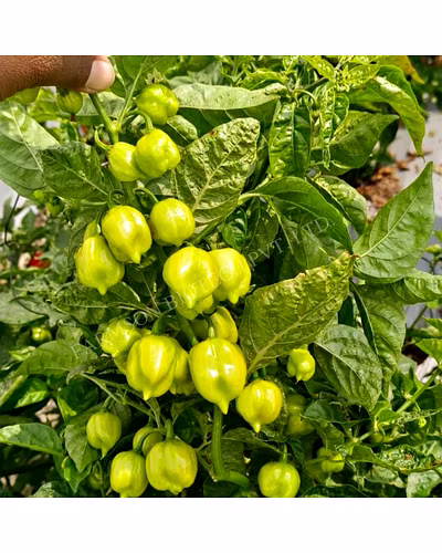 FB-2121 RED HABANERO CHILLI SEEDS (VERY HOT)-2