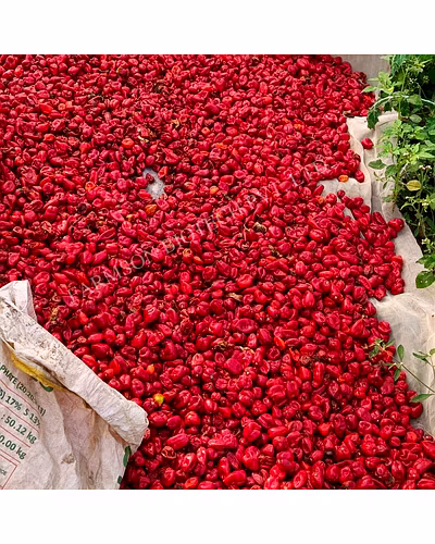 FB-2121 RED HABANERO CHILLI SEEDS (VERY HOT)-3