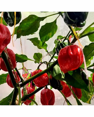 FB-2121 RED HABANERO CHILLI SEEDS (VERY HOT)-4