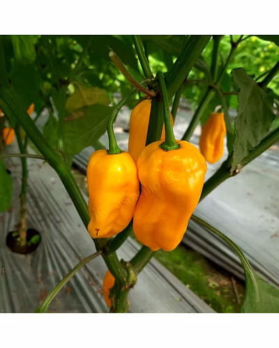 FB-2120 YELLOW HABANERO CHILLI SEEDS (VERY HOT)-1