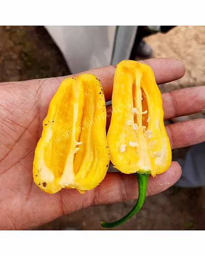 FB-2120 YELLOW HABANERO CHILLI SEEDS (VERY HOT)-2