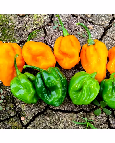 FB-2120 YELLOW HABANERO CHILLI SEEDS (VERY HOT)-3