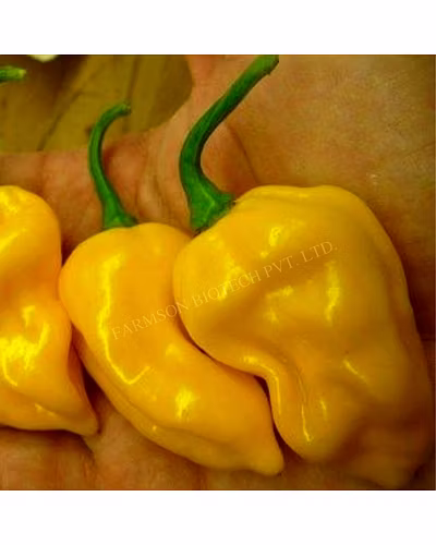 FB-2120 YELLOW HABANERO CHILLI SEEDS (VERY HOT)-4