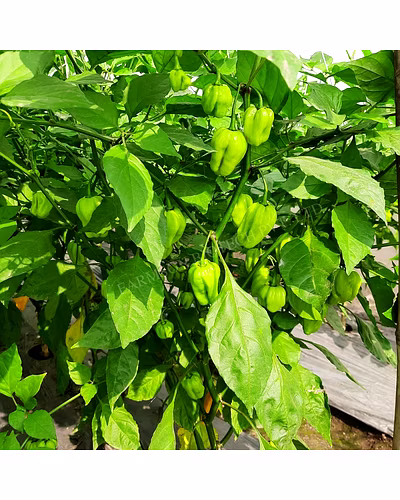 FB-2122 ORANGE HABANERO CHILLI SEEDS (VERY HOT)-1