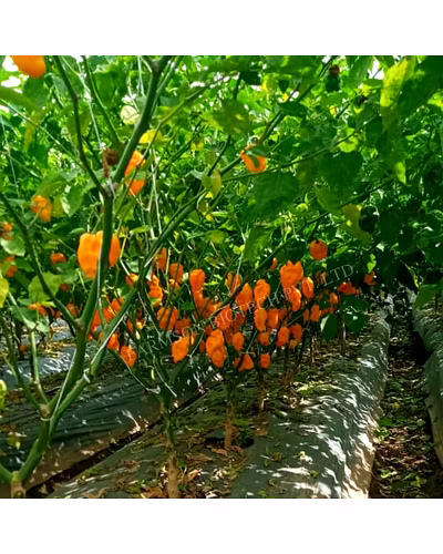 FB-2122 ORANGE HABANERO CHILLI SEEDS (VERY HOT)-2