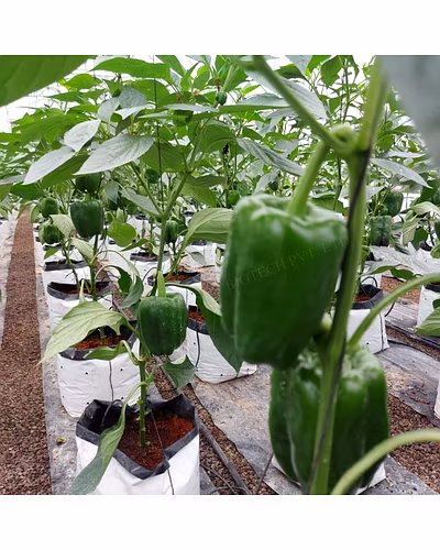 FB-GREEN BELL (2011) F1 HYBRID SWEET PEPPER SEEDS-1