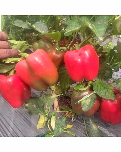 FB-RED BELL (2022) F1 HYBRID SWEET PEPPER SEEDS-1