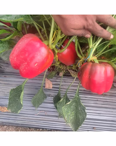 FB-MONALISA (2222) F1 HYBRID SWEET PEPPER SEEDS-1