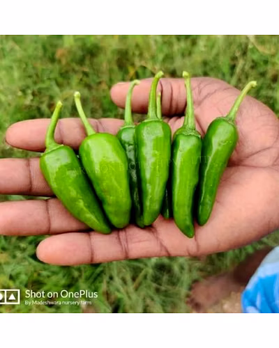FB-BULLET (2001) F1 HYBRID CHILLI SEEDS-2