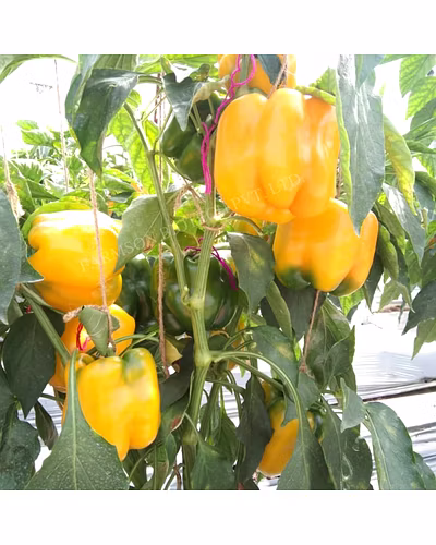 FB-YELLOW BELL (2033) F1 HYBRID SWEET PEPPER SEEDS-2
