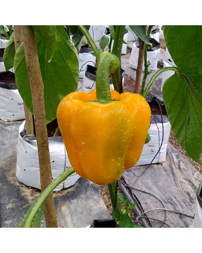 FB-YELLOW BELL (2033) F1 HYBRID SWEET PEPPER SEEDS-1